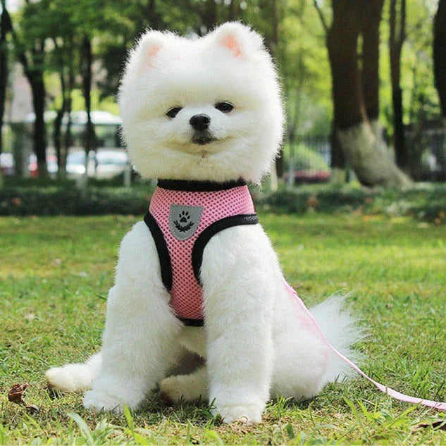 Coleira e Guia Pet Bunit Premium