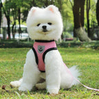 Coleira e Guia Pet Bunit Premium